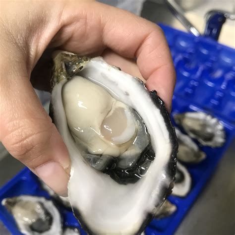 bill le boeuf oysters for sale